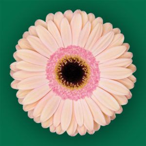 Stallion Concrete Color - Gerbera- Standard