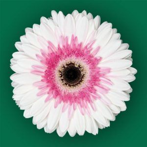 Stallion Concrete Color - Gerbera- Standard