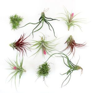 Stallion Concrete Color - Succulents & Plants