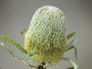 Stallion Concrete Color - Tropical & Exotic Flowers