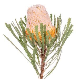 Stallion Concrete Color - Tropical & Exotic Flowers