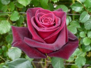 Stallion Concrete Color - Roses – Red