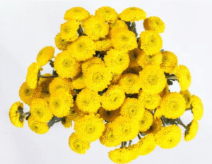 Stallion Concrete Color - Mums – Button, Daisy, Cushion