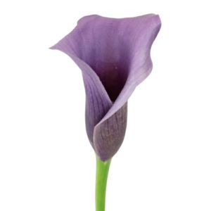 Stallion Concrete Color - Calla