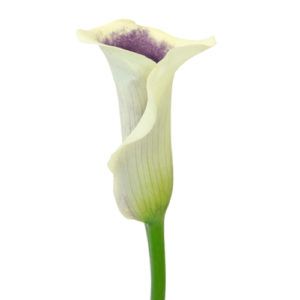 Stallion Concrete Color - Calla