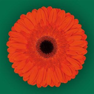 Stallion Concrete Color - Gerbera- Standard