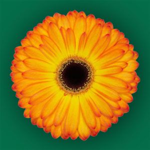 Stallion Concrete Color - Gerbera- Standard