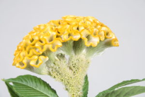 Stallion Concrete Color - Celosia