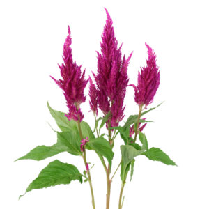 Stallion Concrete Color - Celosia