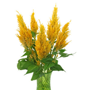 Stallion Concrete Color - Celosia