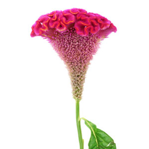 Stallion Concrete Color - Celosia