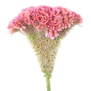 Stallion Concrete Color - Celosia