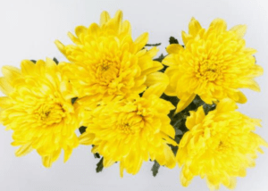 Stallion Concrete Color - Mums – Button, Daisy, Cushion