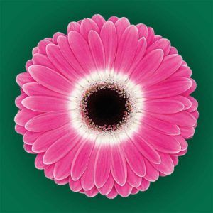 Stallion Concrete Color - Gerbera- Standard
