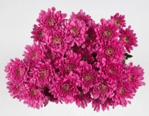 Stallion Concrete Color - Mums – Button, Daisy, Cushion