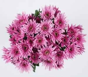 Stallion Concrete Color - Mums – Button, Daisy, Cushion