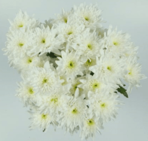 Stallion Concrete Color - Mums – Button, Daisy, Cushion