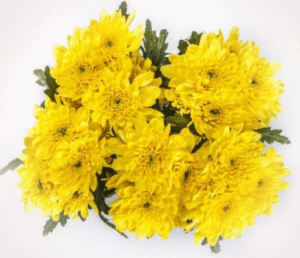 Stallion Concrete Color - Mums – Button, Daisy, Cushion