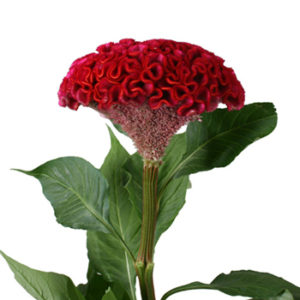 Stallion Concrete Color - Celosia
