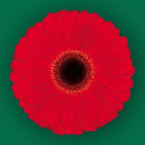 Stallion Concrete Color - Gerbera- Standard