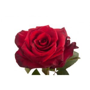 Stallion Concrete Color - Roses – Red