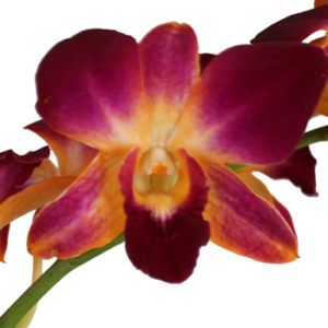 Stallion Concrete Color - Orchid