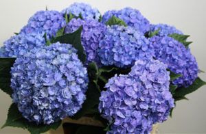 Stallion Concrete Color - Hydrangea