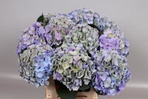 Stallion Concrete Color - Hydrangea