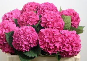 Stallion Concrete Color - Hydrangea