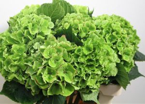 Stallion Concrete Color - Hydrangea