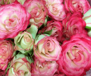 Stallion Concrete Color - Spray Roses