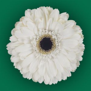 Stallion Concrete Color - Gerbera- Standard