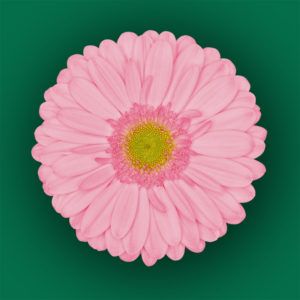 Stallion Concrete Color - Gerbera- Standard