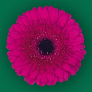 Stallion Concrete Color - Gerbera- Standard