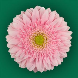 Stallion Concrete Color - Gerbera- Standard