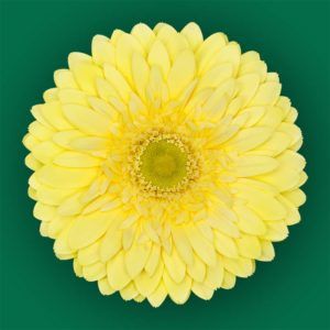 Stallion Concrete Color - Gerbera- Standard