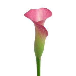 Stallion Concrete Color - Calla