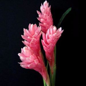 Stallion Concrete Color - Tropical & Exotic Flowers