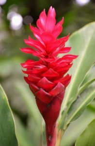 Stallion Concrete Color - Tropical & Exotic Flowers