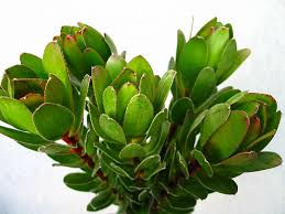 Stallion Concrete Color - Leucadendron