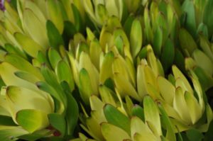 Stallion Concrete Color - Leucadendron