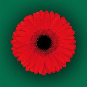 Stallion Concrete Color - Gerbera- Standard