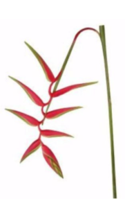 Stallion Concrete Color - Tropical & Exotic Flowers