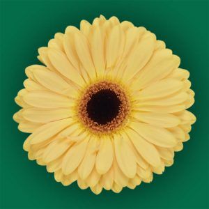 Stallion Concrete Color - Gerbera- Standard