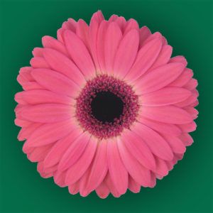 Stallion Concrete Color - Gerbera- Standard