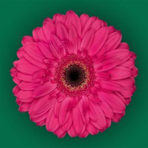 Stallion Concrete Color - Gerbera- Standard