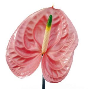 Stallion Concrete Color - Tropical & Exotic Flowers
