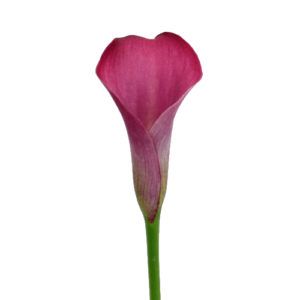 Stallion Concrete Color - Calla