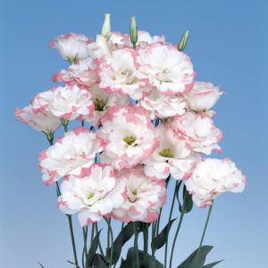 Stallion Concrete Color - Lisianthus