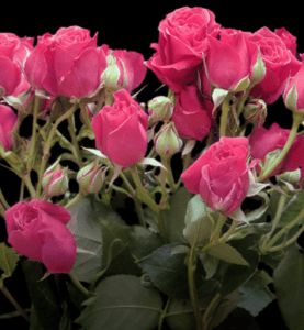 Stallion Concrete Color - Spray Roses